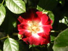 Patrick Poivre d'Arvor rose photo