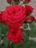 Wee Jock rose photo