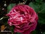 Duchess of Fife rose photo