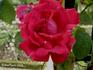 Charles Lefebvre, Cl. rose photo