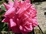 Comte Adrien de Germiny rose photo