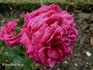 Ferdinand de Lesseps rose photo