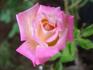 Akebono rose photo
