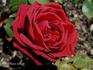 Jean Liabaud rose photo