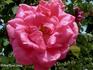 Climbing Jules Margottin rose photo