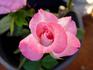 Stryker rose photo