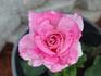Stryker rose photo