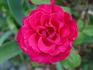 America's Classic rose photo