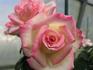 Rising Star ™ rose photo