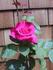 Breathless ™ rose photo