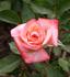 Kay Denise rose photo