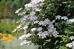 Huldine clematis photo