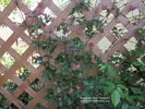 Broughton Star clematis photo