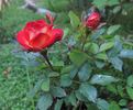 Fireworks ™ rose photo
