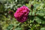 Ariane rose photo