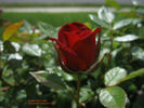 Coffee Bean ™ rose photo