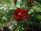 Coffee Bean ™ rose photo