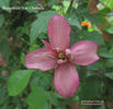 Broughton Star clematis photo