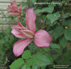 Broughton Star clematis photo