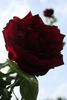 Oklahoma, Cl. rose photo
