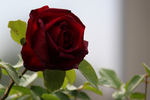 Oklahoma, Cl. rose photo