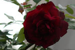 Oklahoma, Cl. rose photo