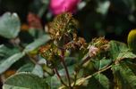 Crested Sweetheart rose photo