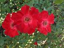 Biddulph Grange rose photo