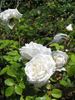 Mary Lovett rose photo