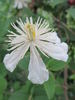 Paul Farges clematis photo