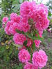 Weeping China Doll rose photo