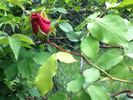 Captain Kidd rose photo
