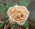 Tantarra rose photo