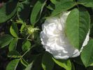 Blanc de Vibert rose photo