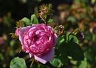 Crested Sweetheart rose photo