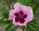 Euphrates rose photo