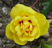 Tigris rose photo