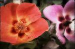 Persian Flame rose photo