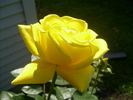 Radiant Perfume ™ rose photo