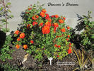 Denver's Dream™ rose photo
