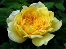 Joëlle Marouani ® rose photo