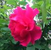 Captain Kidd rose photo