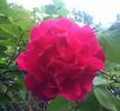 Captain Kidd rose photo