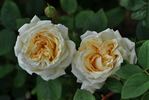 Manuel Canovas ® rose photo
