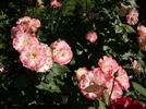 Delany Sisters rose photo