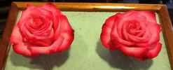 Eddie Edwards rose photo