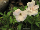 Si rose photo