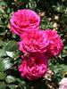 Chérie de mon coeur rose photo