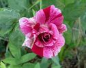 Freedom's Ring rose photo