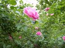 Cape Diamond™ rose photo
